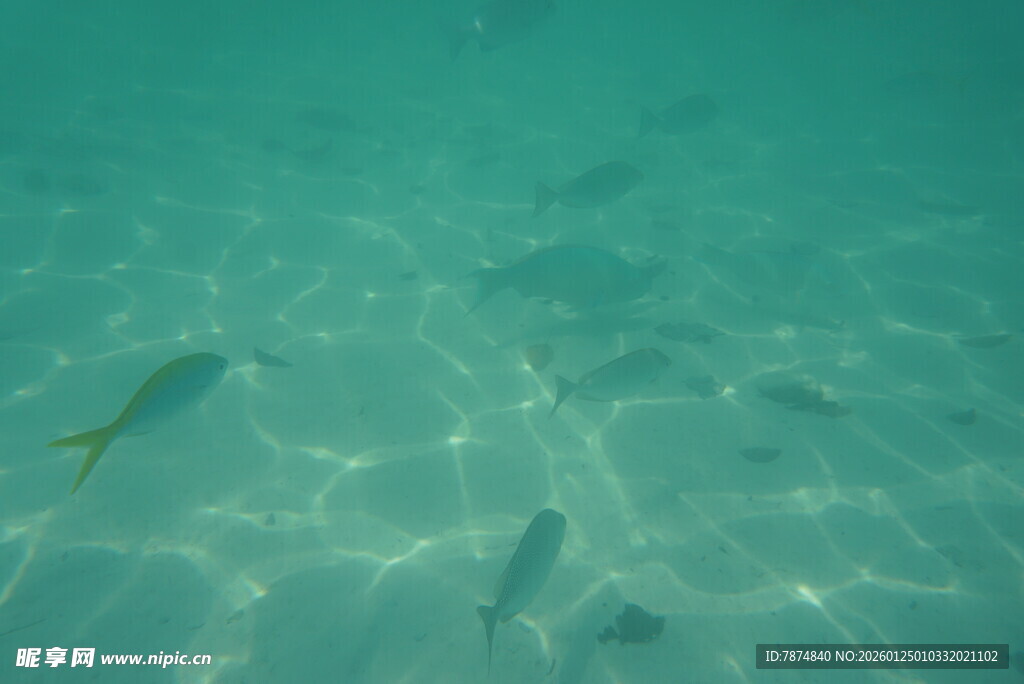 海底游动的黄色小鱼