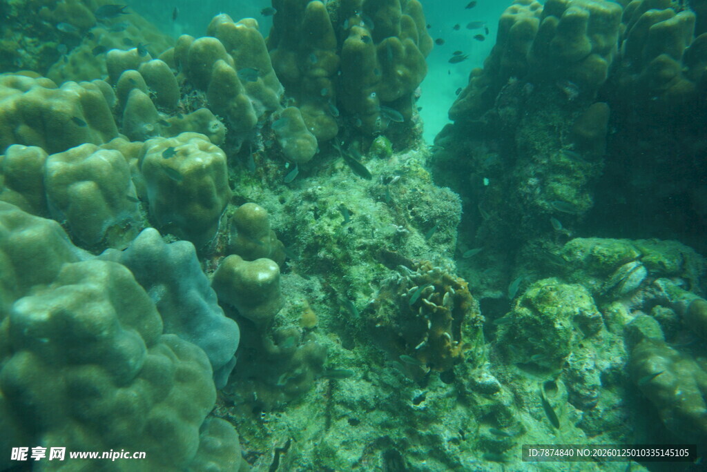 海底珊瑚景观