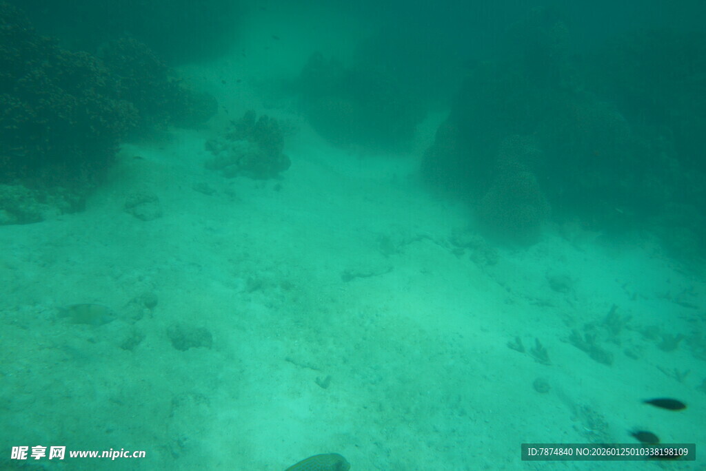 海底景象 清澈水域中的景色