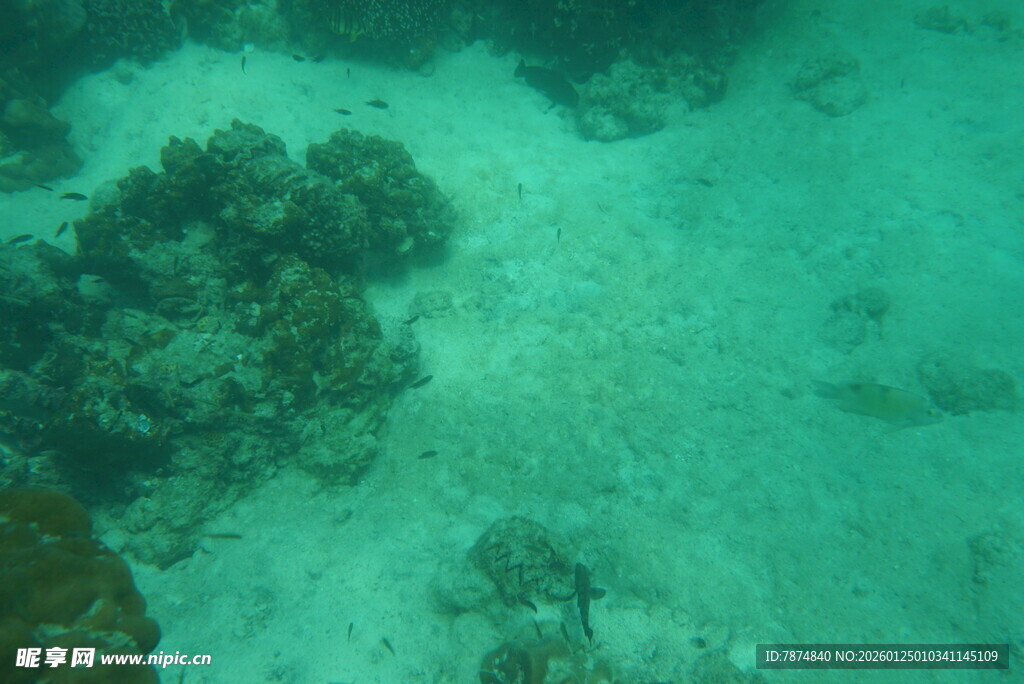 海底珊瑚景观