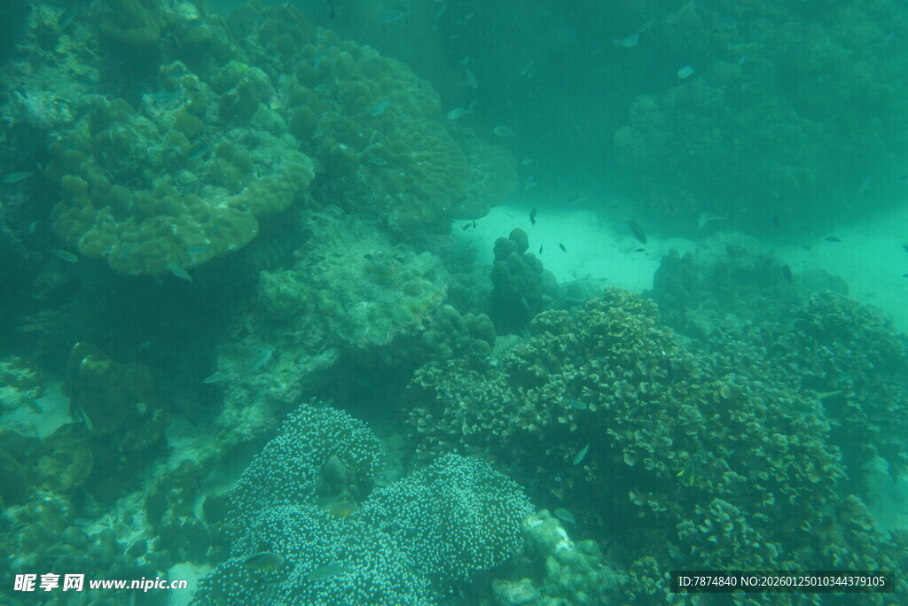 海底珊瑚景观