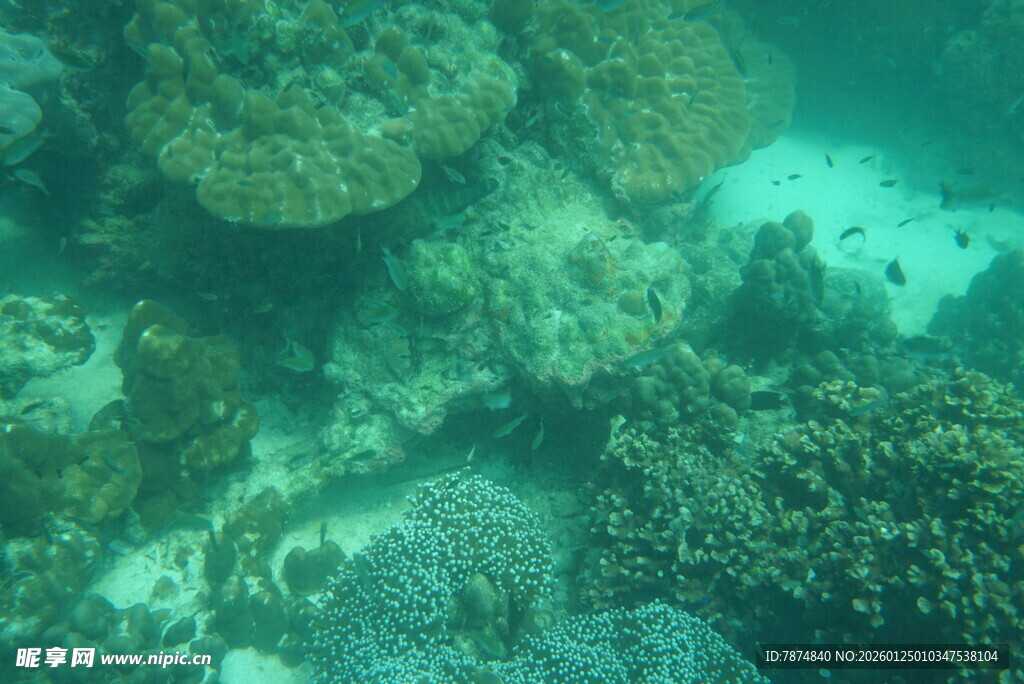 海底多彩珊瑚景观