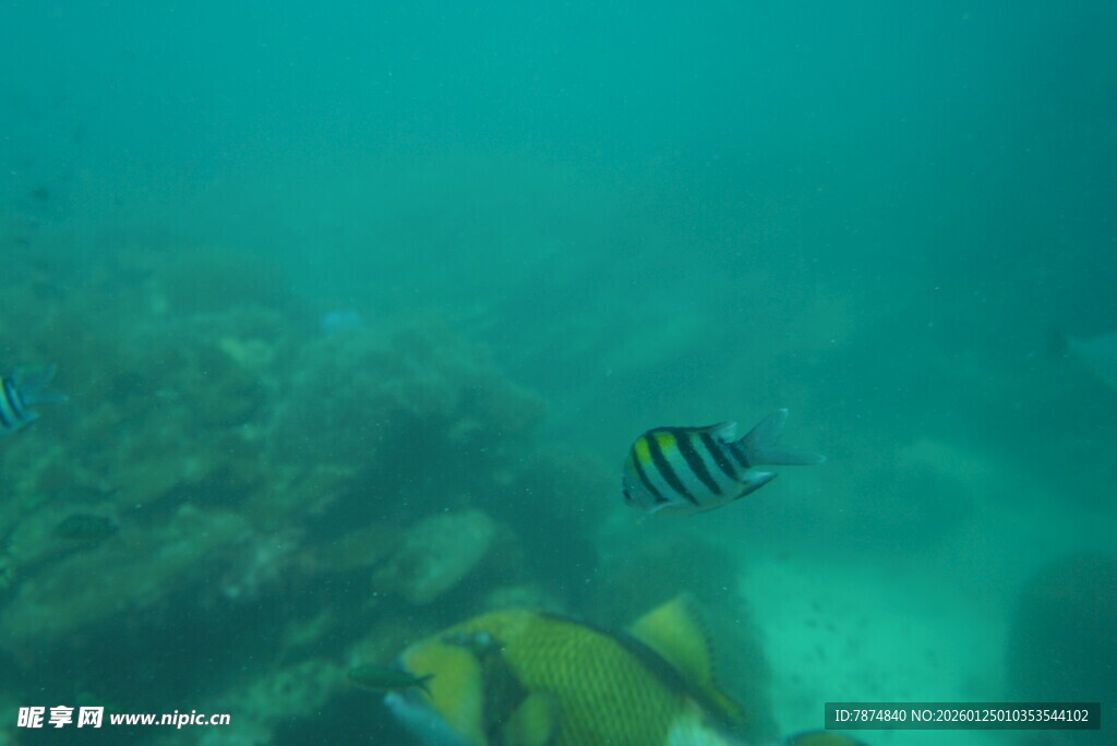 海底世界中的条纹小鱼