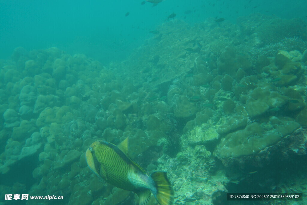 海底游动的斑斓鱼类