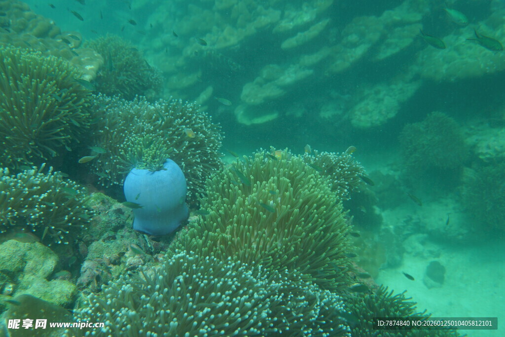 海底蓝鱼与多彩珊瑚景观