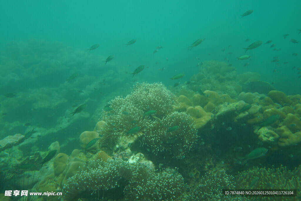 海底珊瑚与游动的小鱼