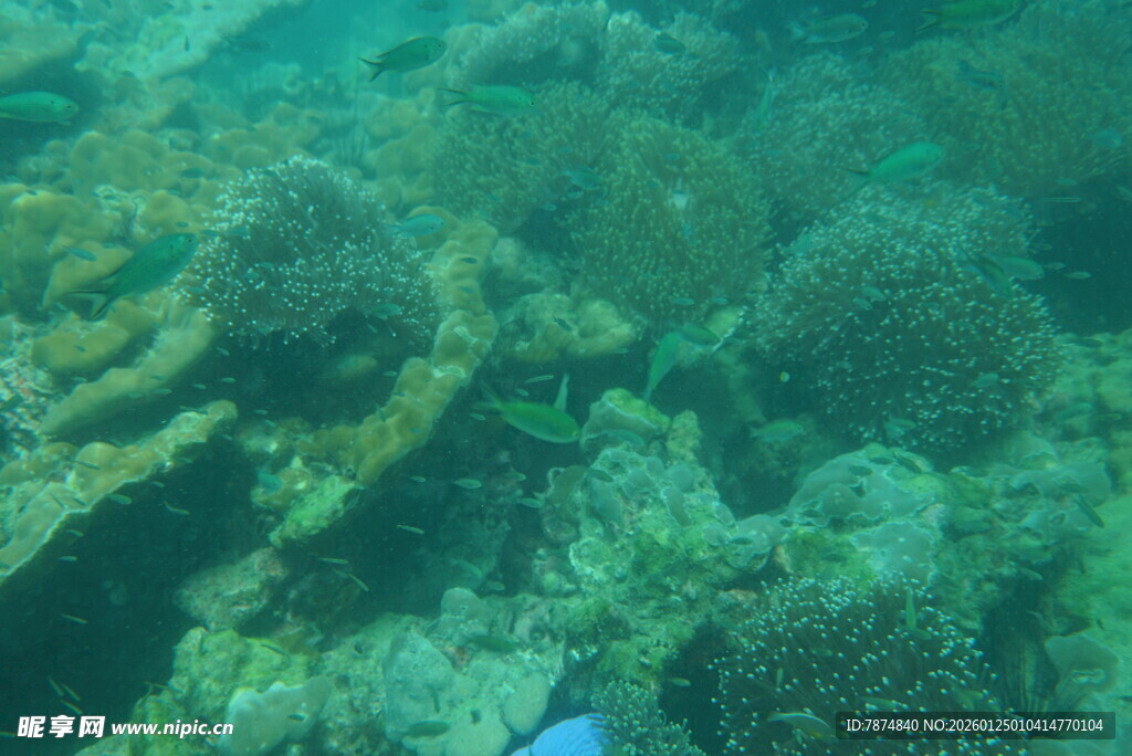 海底斑斓珊瑚景观