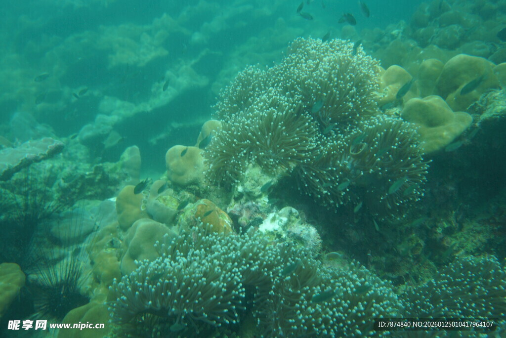 海底多彩珊瑚景观