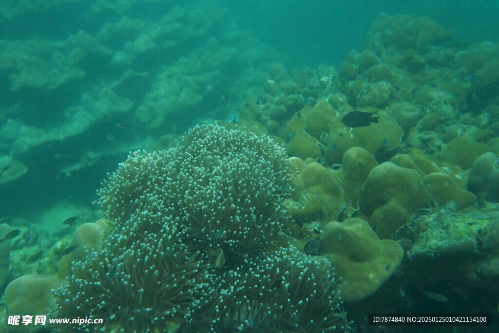 海底珊瑚景观