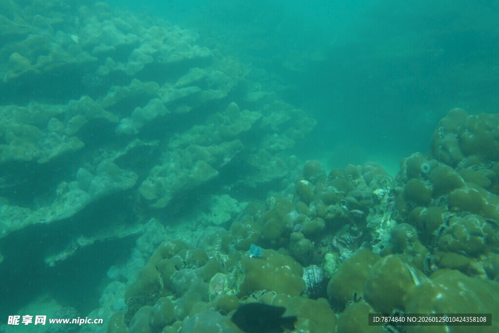 海底珊瑚景观
