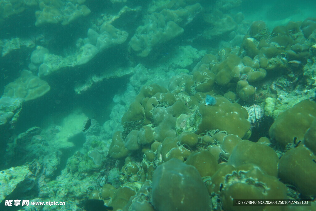 海底多彩珊瑚景观