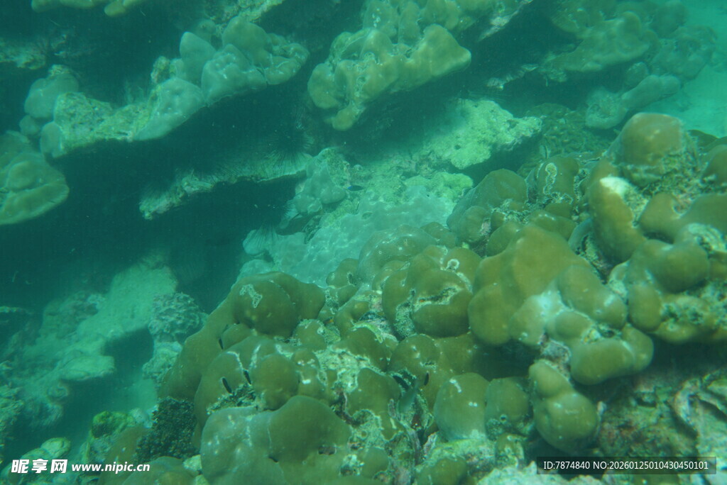 海底斑斓珊瑚景观