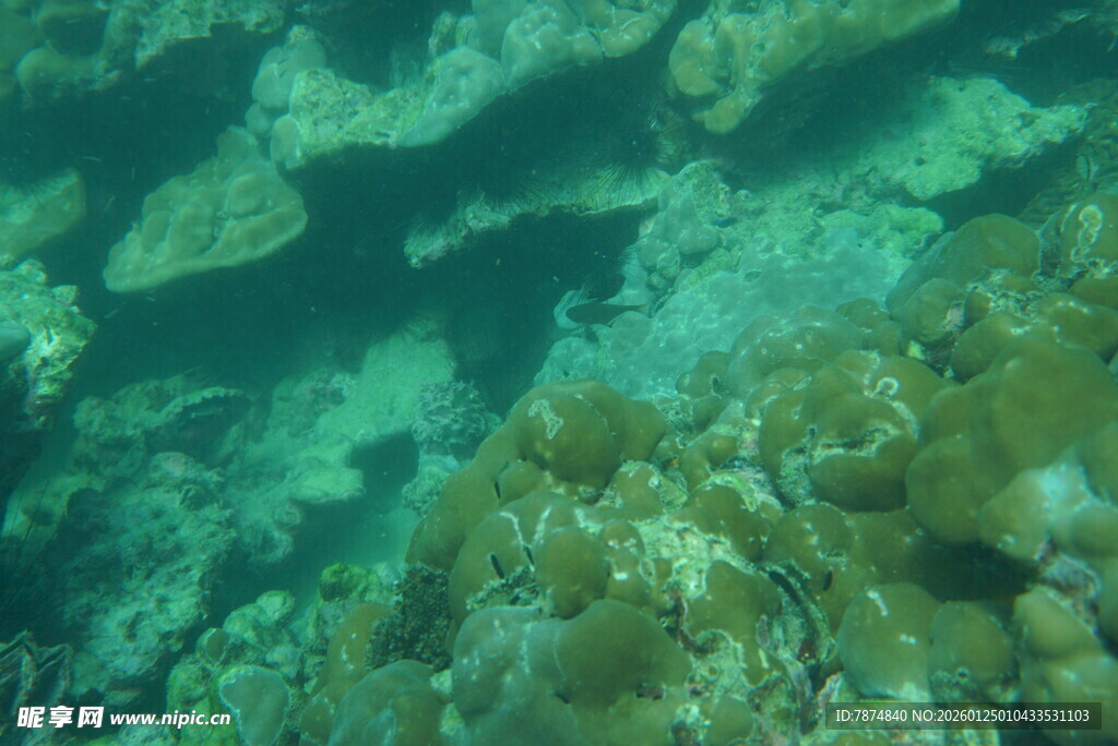 海底多彩珊瑚景观