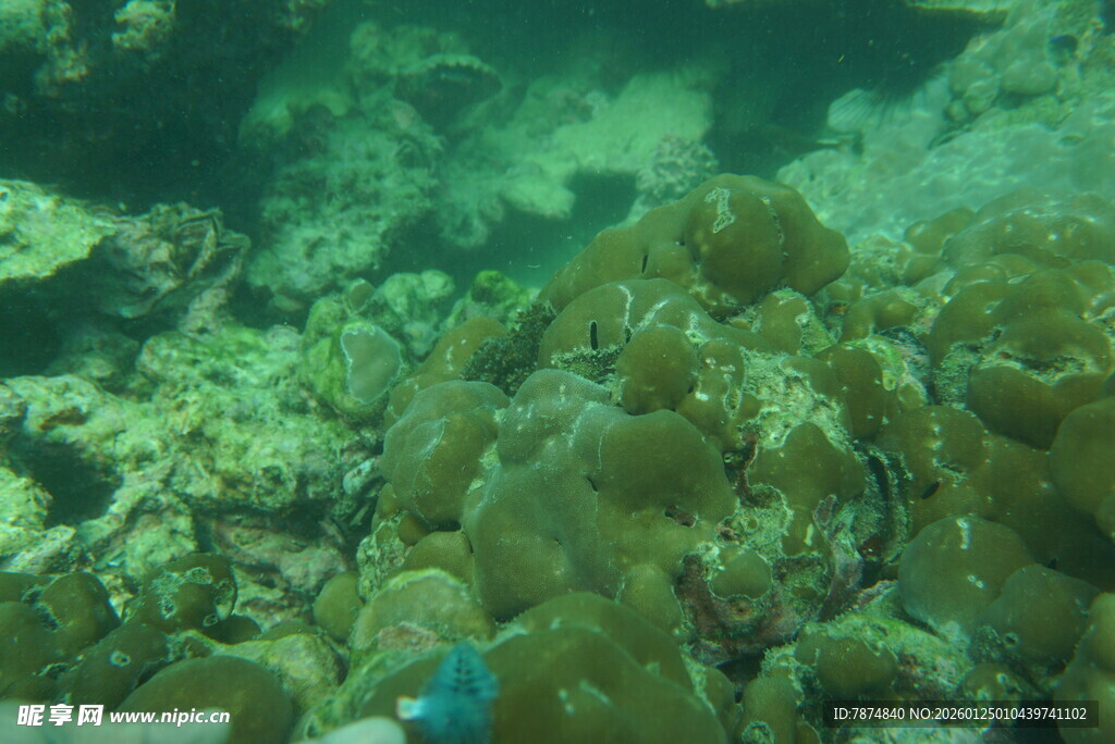 海底斑斓珊瑚景观