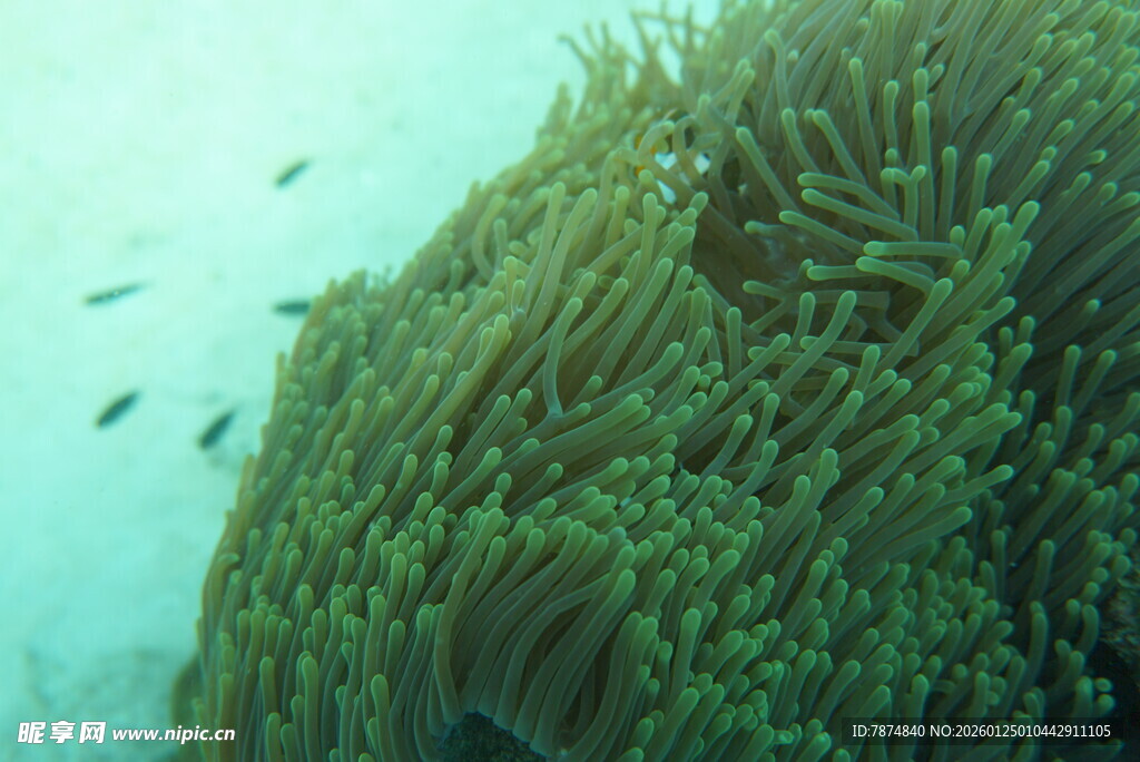海底海葵与游动小鱼