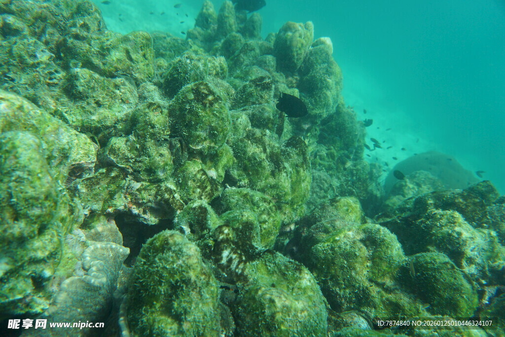 海底繁茂的珊瑚景观