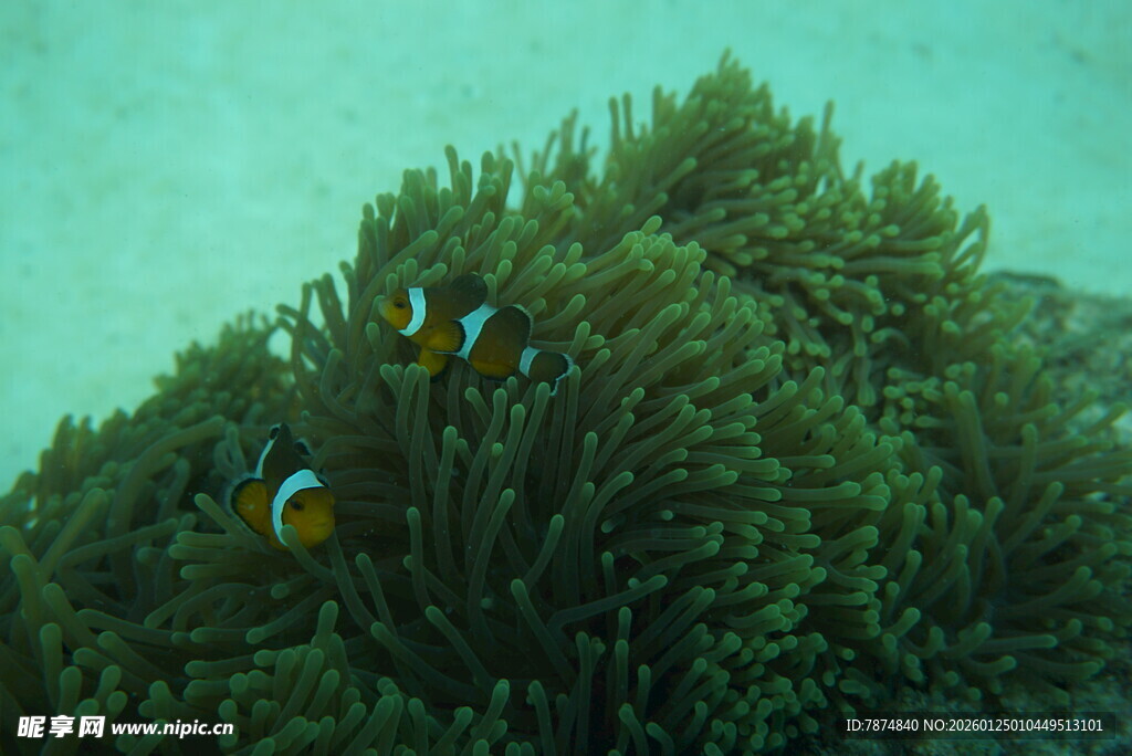 海底珊瑚丛中的小丑鱼