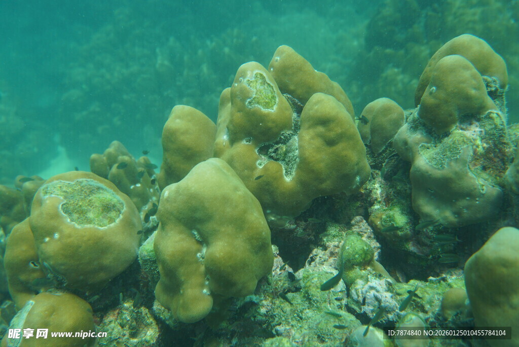 海底多彩珊瑚景观