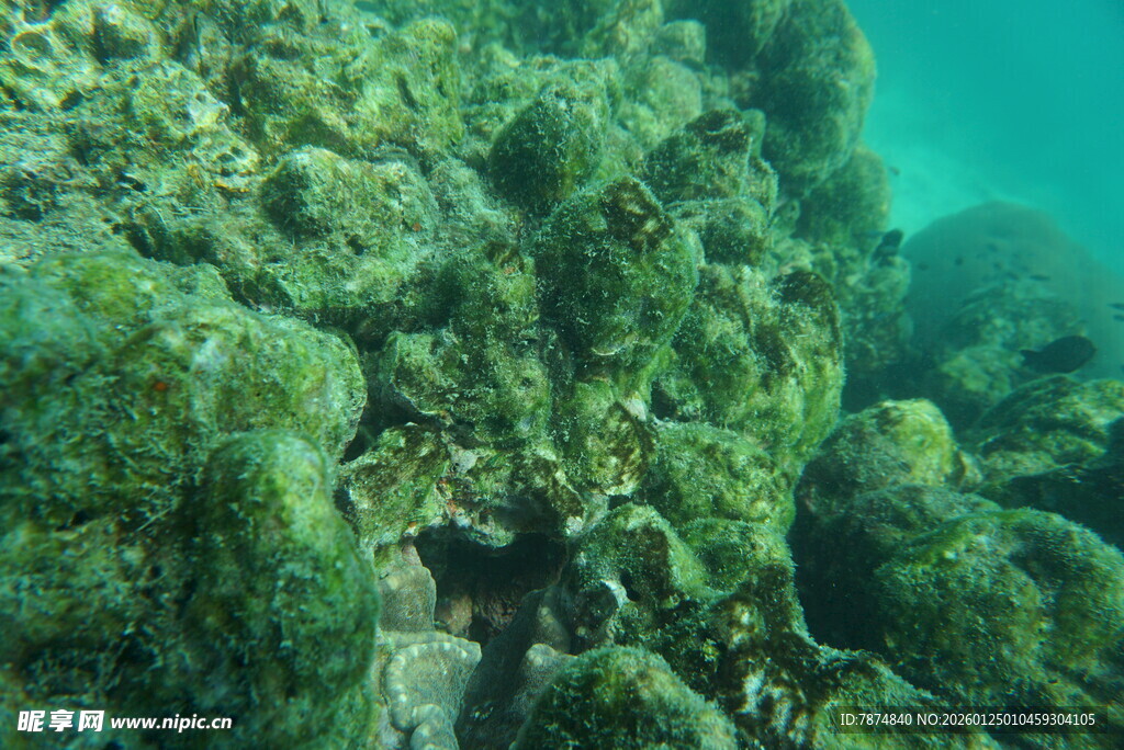 海底繁茂珊瑚景观