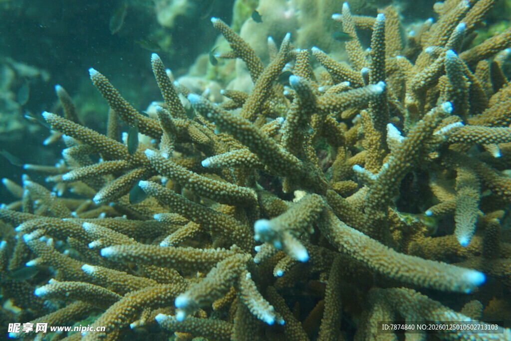 海底珊瑚特写
