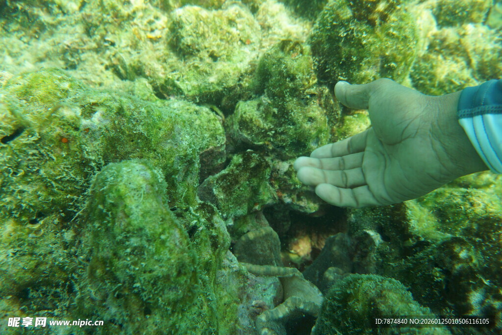 手触海底繁茂珊瑚景观