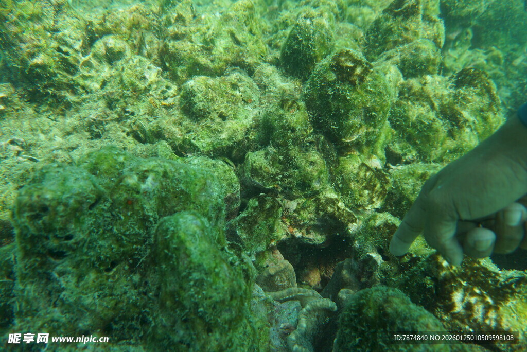 海底珊瑚景观