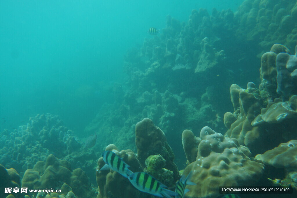 海底斑斓珊瑚与游动小鱼