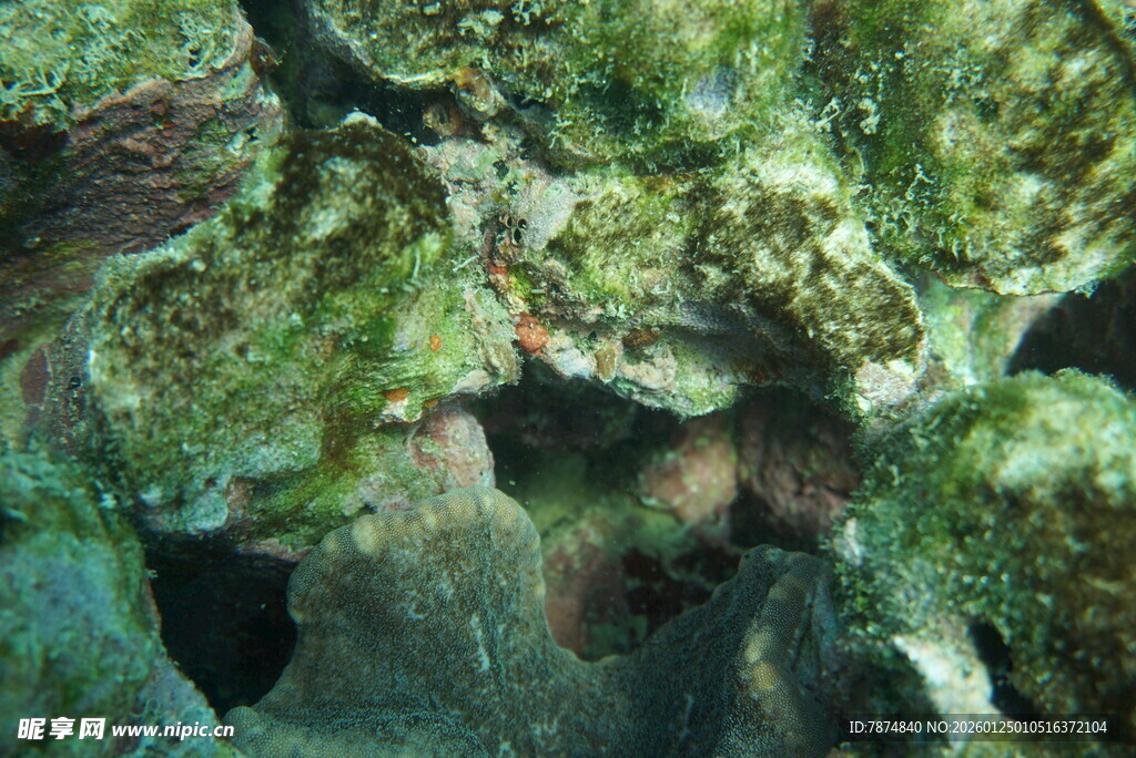 海底礁石上的绿色藻类景观