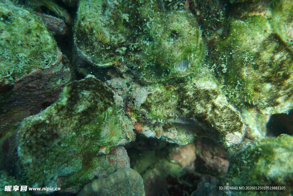 海底斑斓绿藻景观