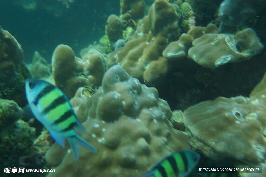 海底多彩鱼与珊瑚景观