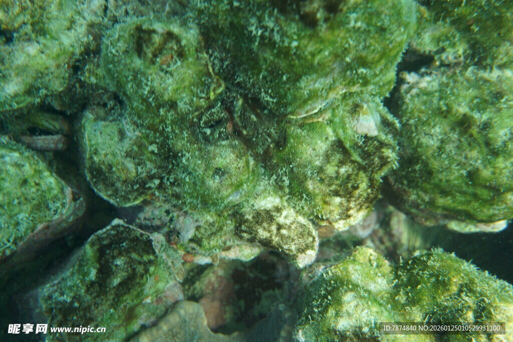 海底斑斓珊瑚景观