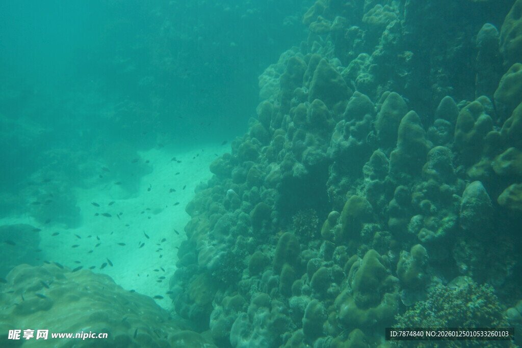 海底珊瑚景观
