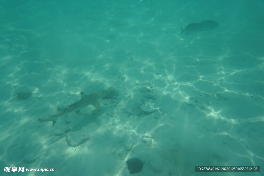 海底清澈水域中的游动鱼类