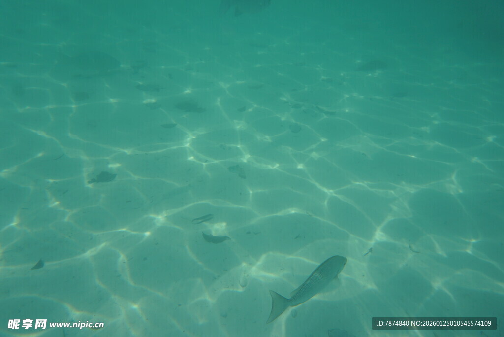 清澈水底游动的小鱼