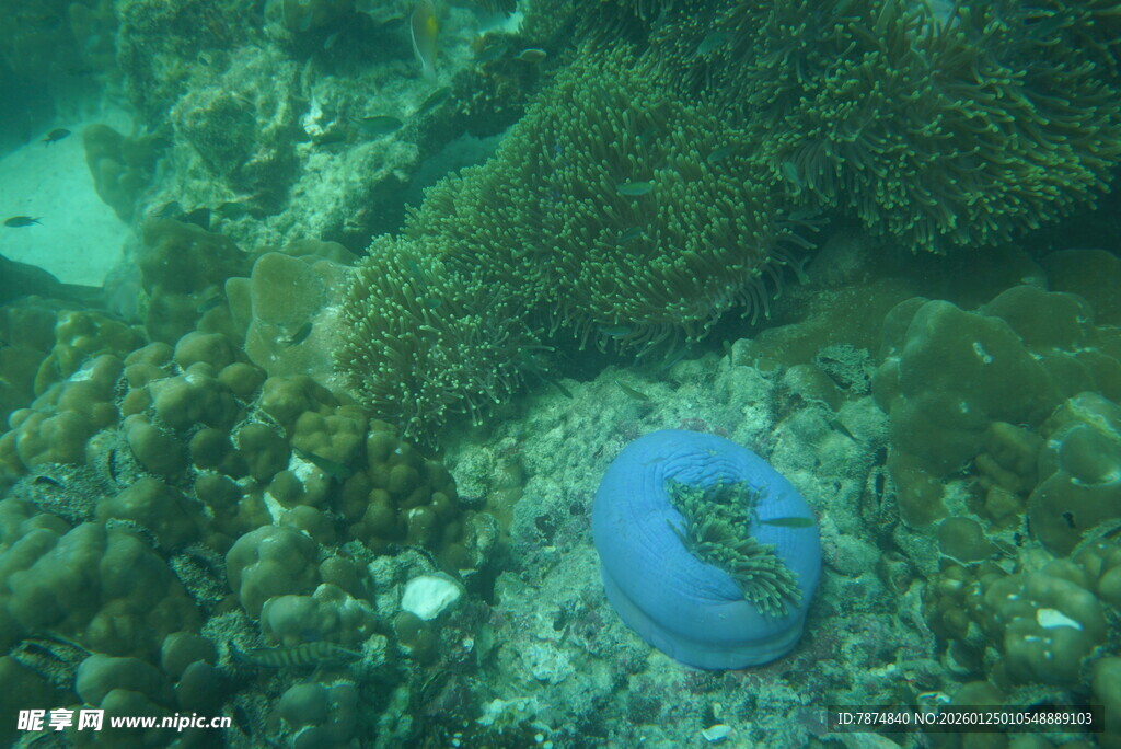 海底蓝色海星与珊瑚景观