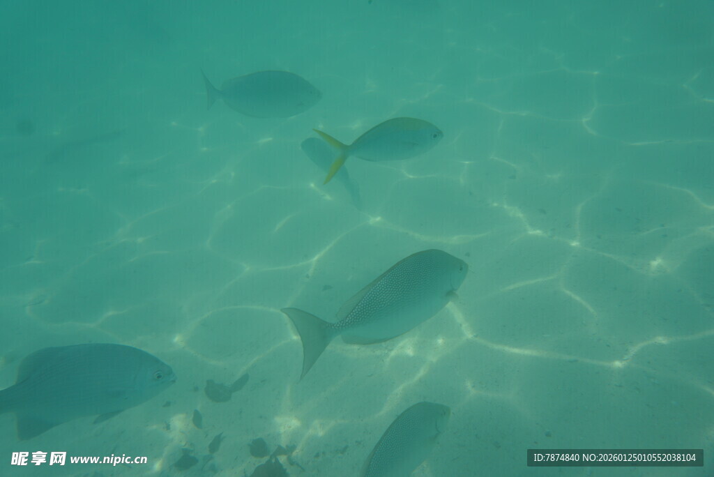 海底畅游的一群小鱼