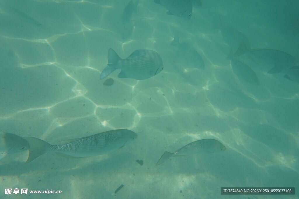 清澈水中游动的几条小鱼