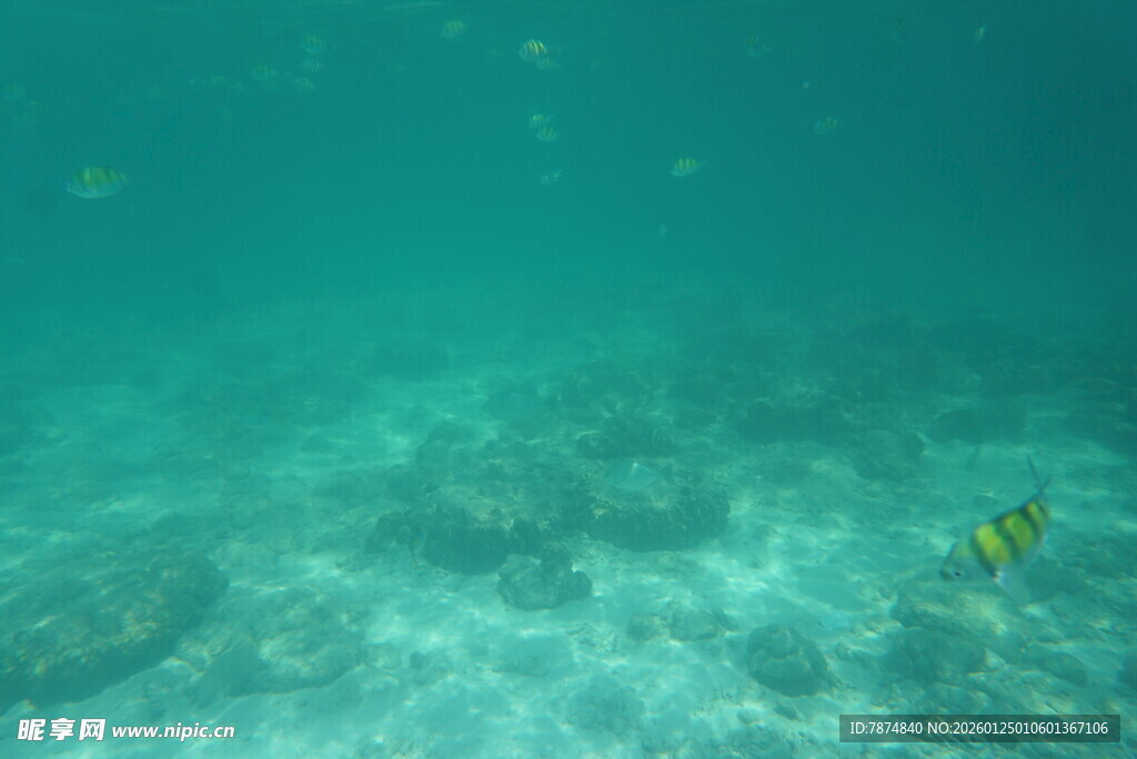 海底世界的美丽景象