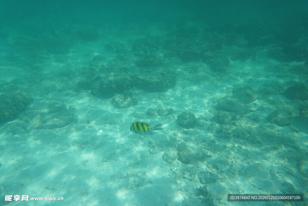 海底清澈水域的小鱼