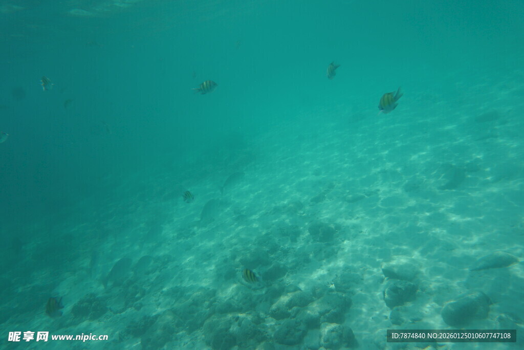 海底景象 小鱼游弋