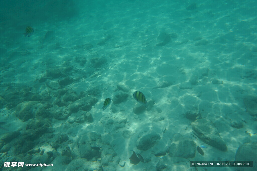 清澈海水中的几条小鱼