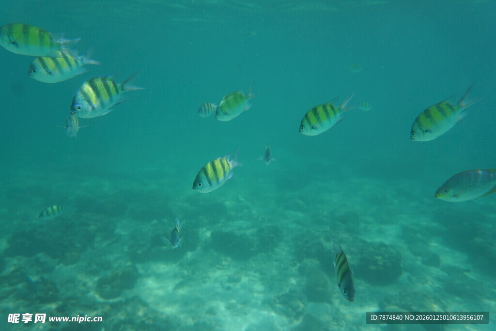 海底畅游的多彩条纹鱼
