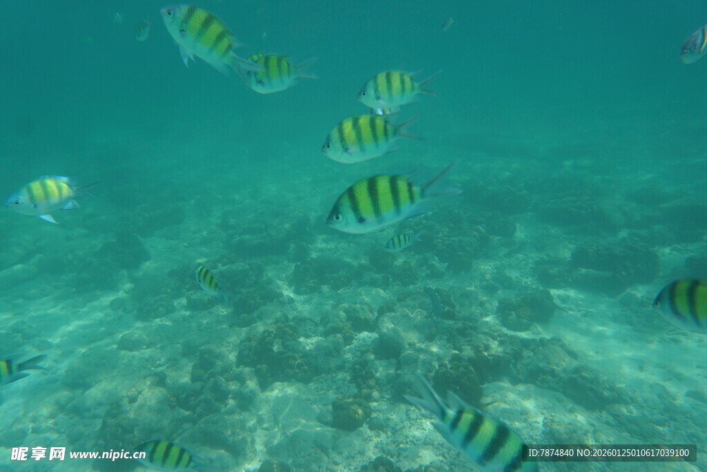 海底畅游的多彩条纹小鱼