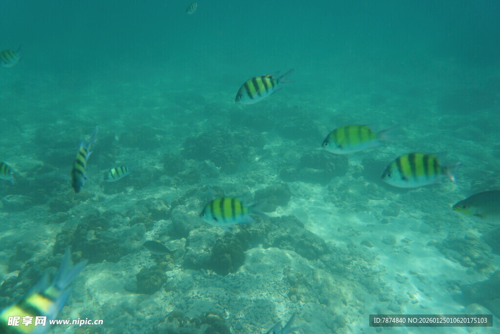 海底畅游的多彩小鱼
