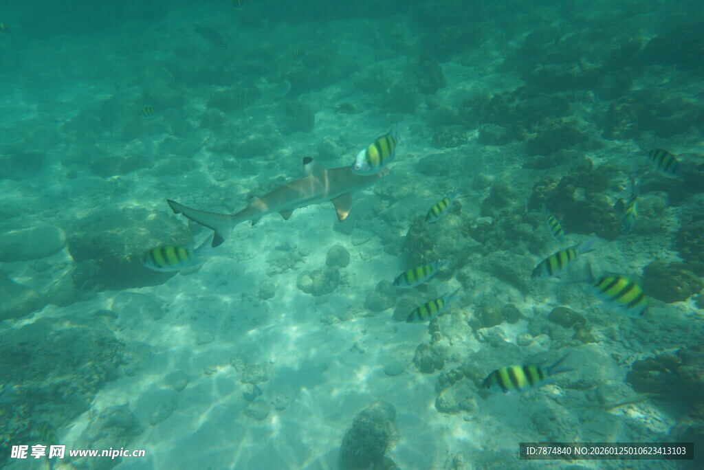 海底游动的多彩小鱼