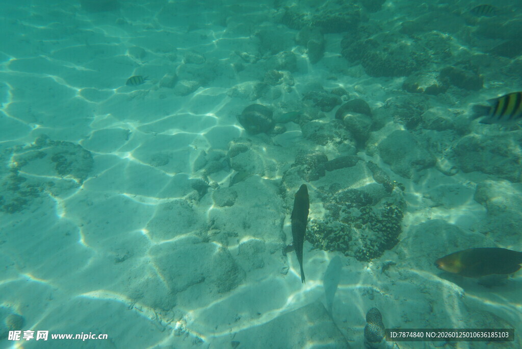 清澈海水中的灵动小鱼