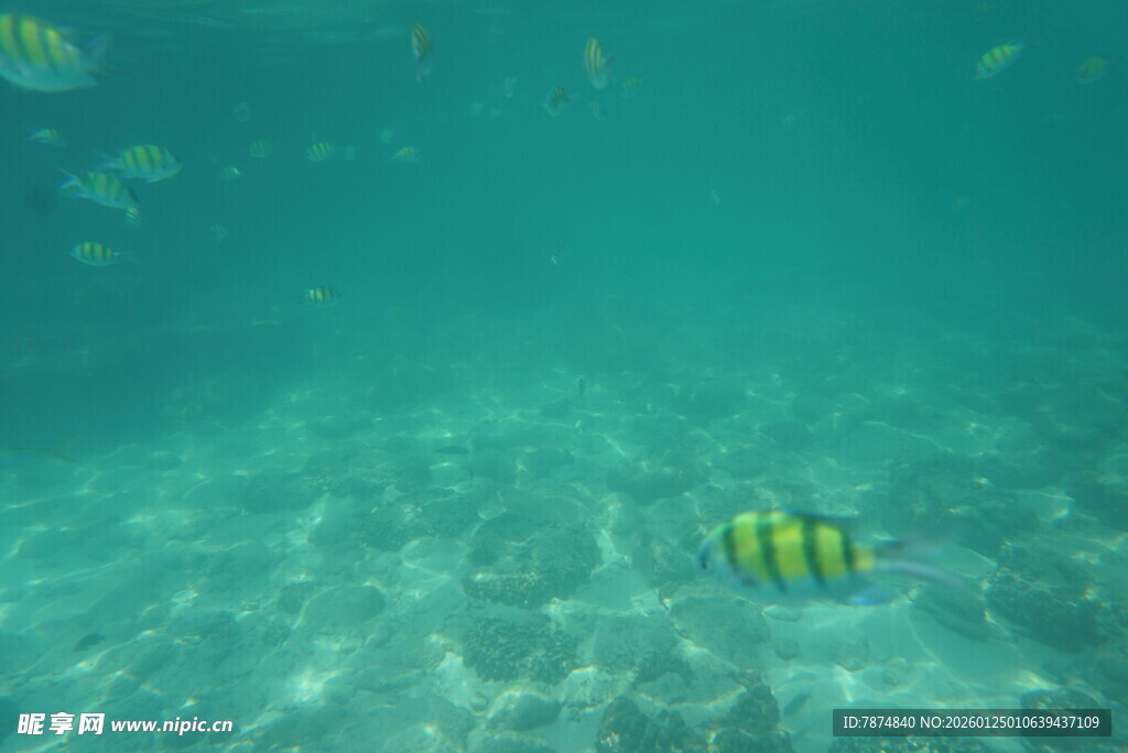 海底游动的条纹小鱼