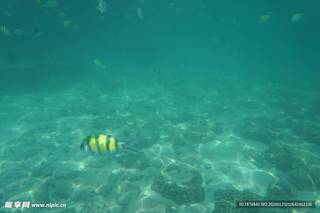 海底游动的条纹小鱼