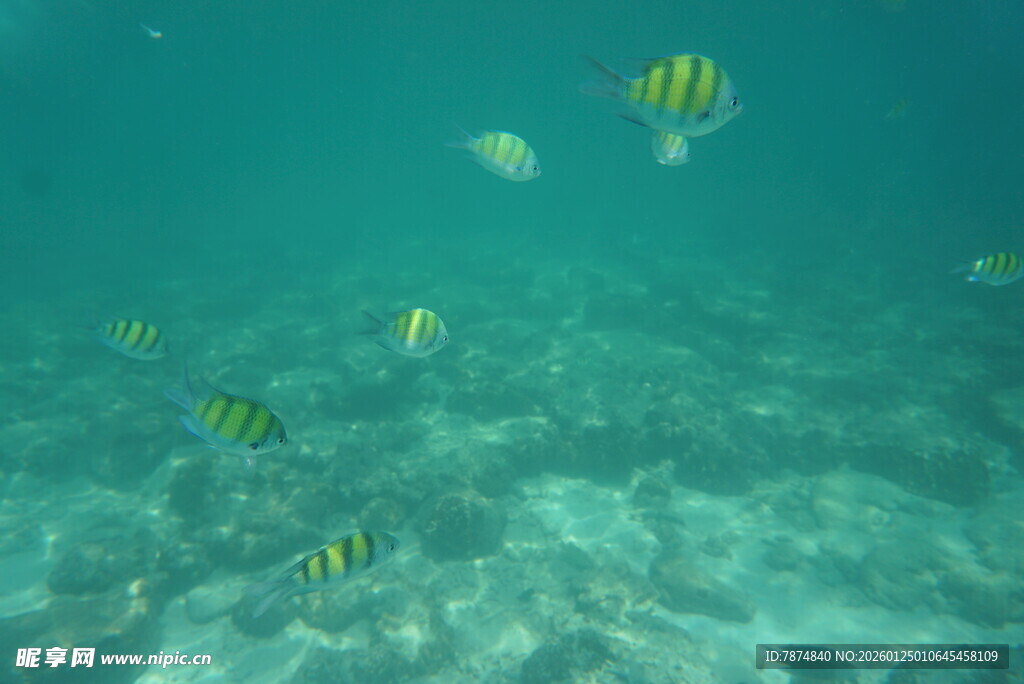 海底游动的多彩条纹小鱼
