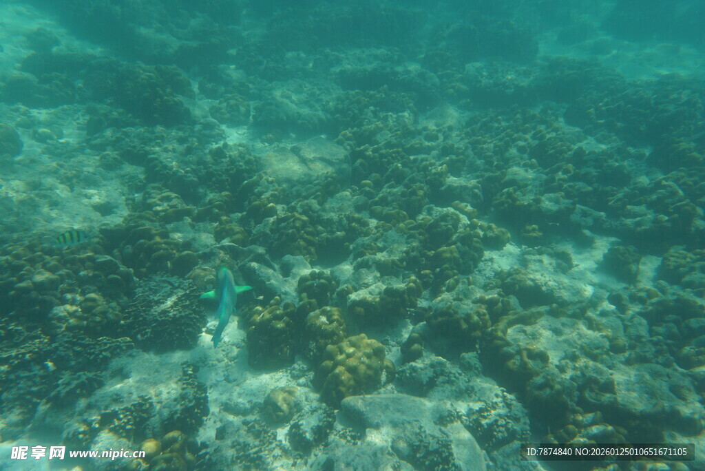 海底珊瑚礁中的多彩景象